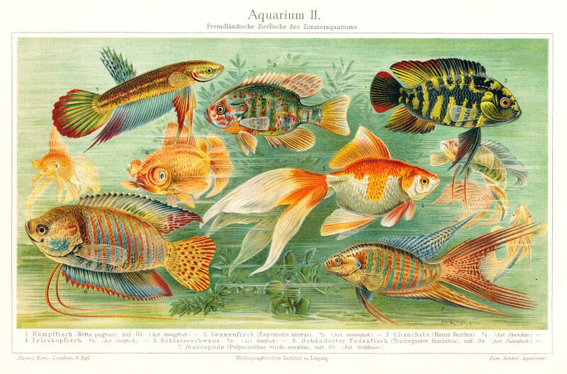 Aquarium II - Reproduktion von Lithografie von 1902 auf DIN A4