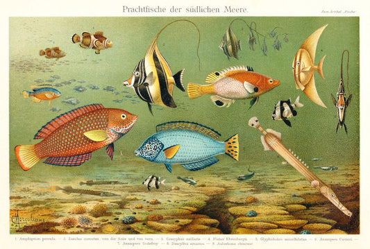 Prachtfische - Reproduktion von Lithografie von 1902 auf DIN A4