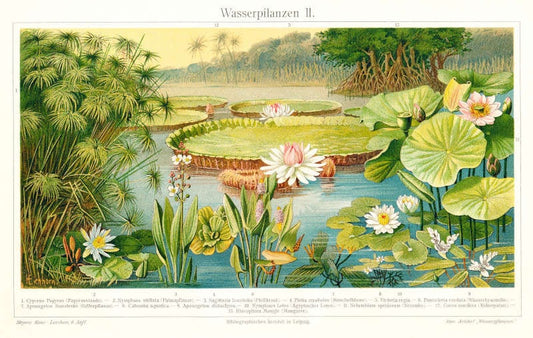 Wasserpflanzen II - Reproduktion von Lithografie von 1902 auf DIN A4