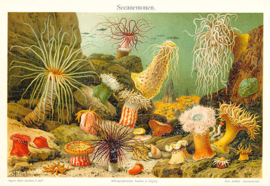 Seeanemonen Reproduktion von Lithografie von 1902 auf DIN A4