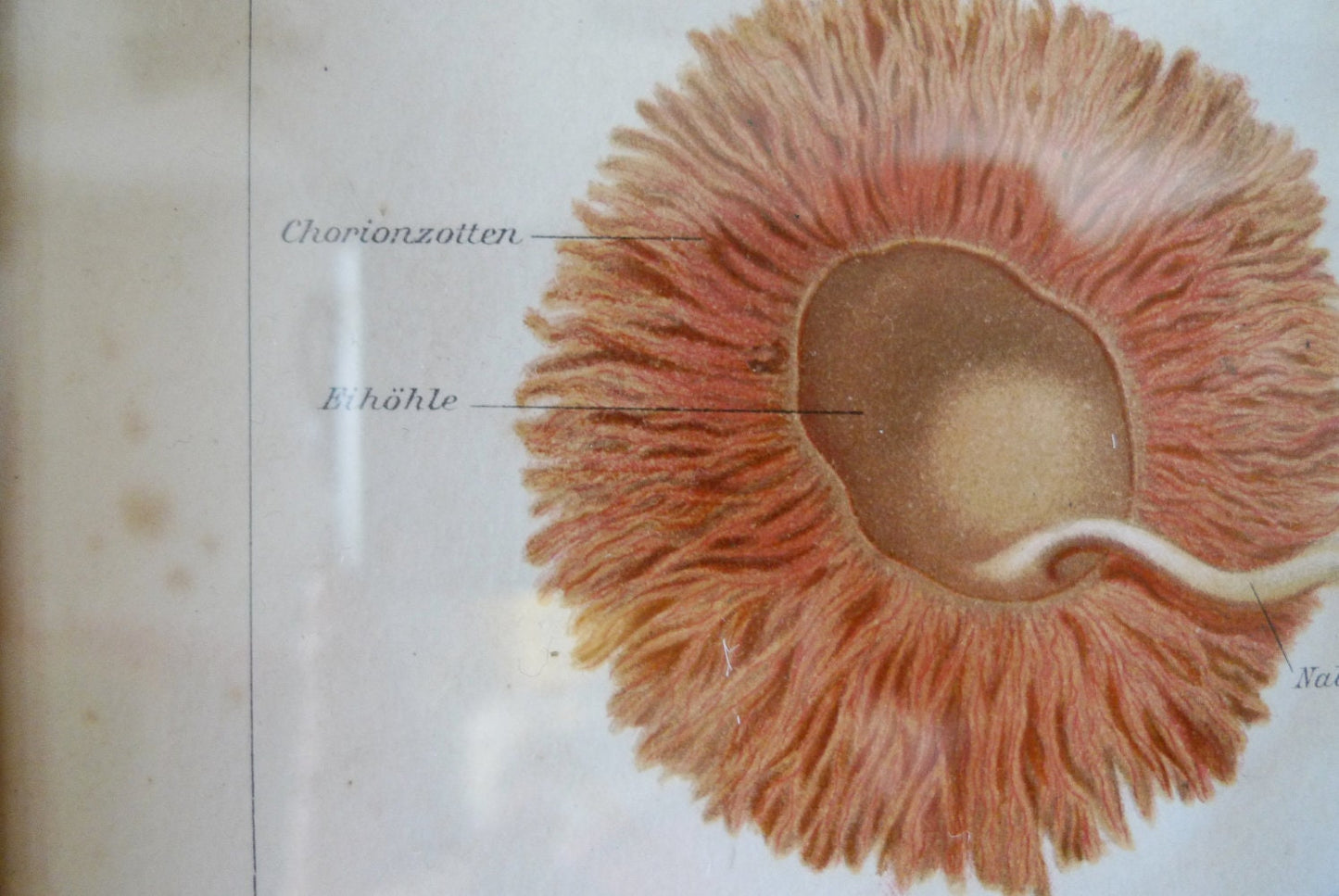 Entwicklung des Menschen" Original Chromo-Lithographie von 1885 VINTAGE im Holzrahmen