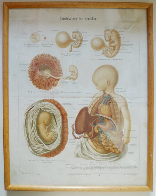 Entwicklung des Menschen" Original Chromo-Lithographie von 1885 VINTAGE im Holzrahmen