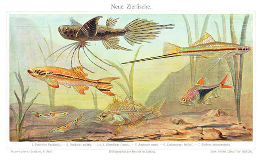 Zierfische - Reproduktion von Lithografie von 1902 auf DIN A4