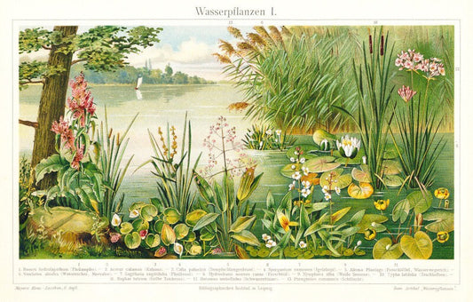 Wasserpflanzen I - Reproduktion von Lithografie von 1902 auf DIN A4