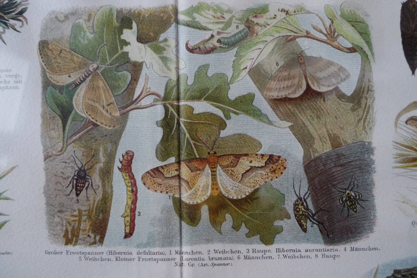 Schmetterlinge II - Original Chromo-Lithographie VINTAGE Im Holzrahmen