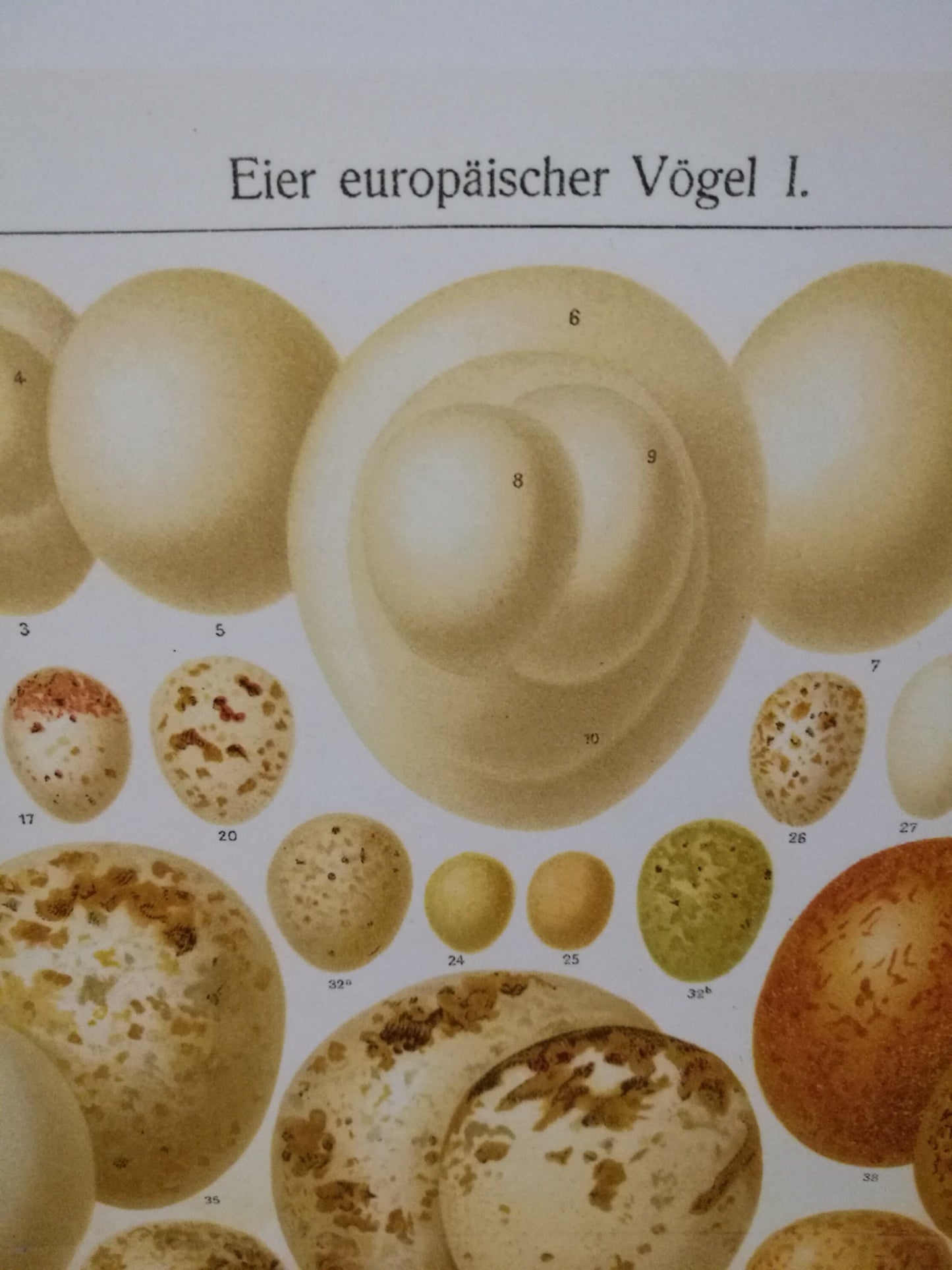 Eier europäischer Vögel I - Hochwertiger Druck von Lithographie von 1906