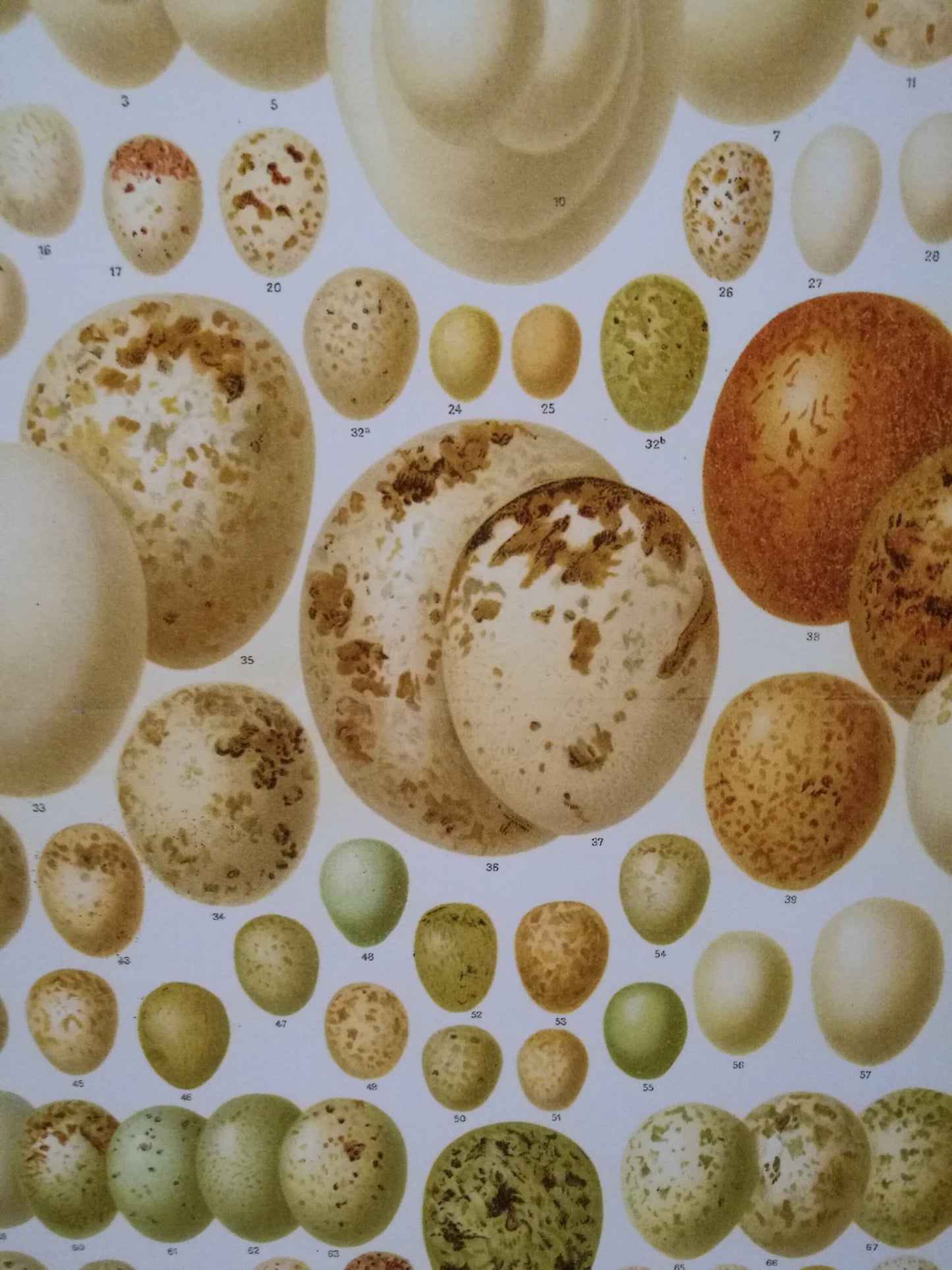 Eier europäischer Vögel I - Hochwertiger Druck von Lithographie von 1906