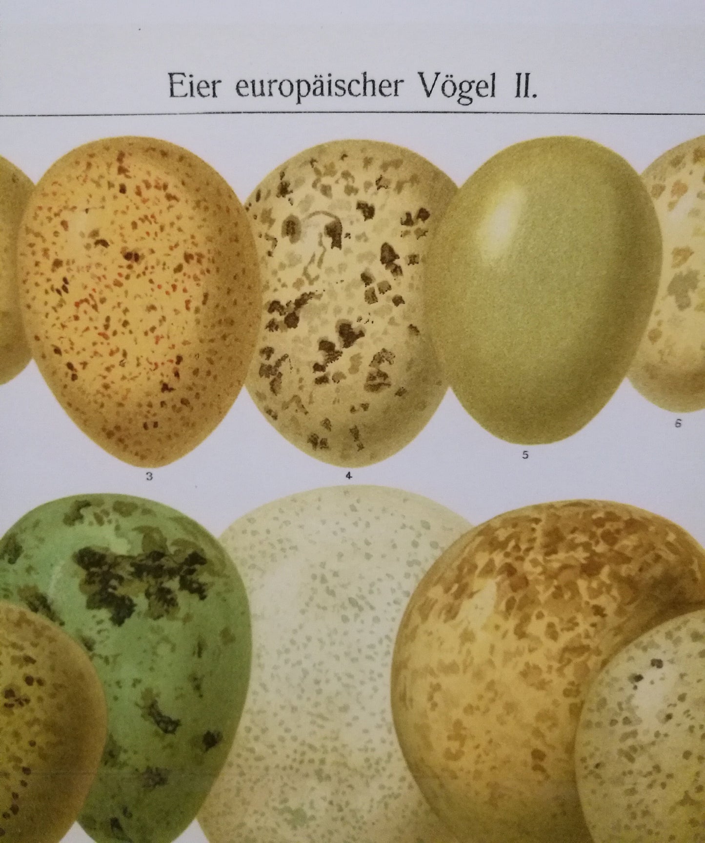 Eier europäischer Vögel II - Hochwertiger Druck von Lithographie von 1906